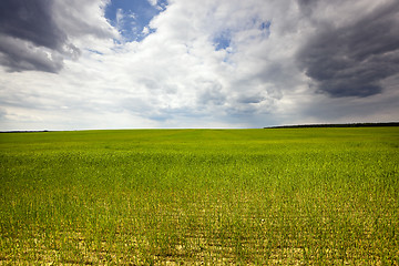 Image showing agriculture, grass grows
