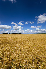 Image showing  ripe yellow cereals