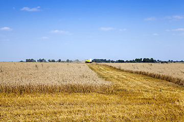 Image showing mature cereals , cereals