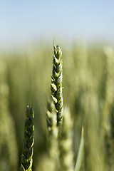 Image showing unripe ears of wheat 