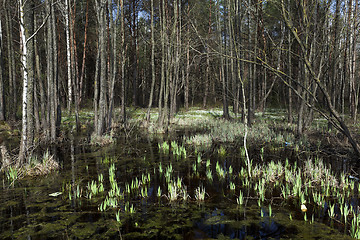 Image showing swamp spring   season