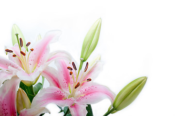 Image showing lily flowers corner frame