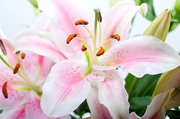 Image showing pink lily flower bouquet