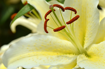 Image showing White fresh lilly flowers with green leaves