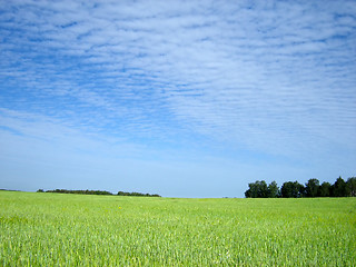 Image showing wheat field