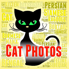 Image showing Cat Photos Means Feline Picture And Snapshots