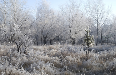 Image showing winter background