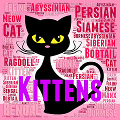 Image showing Kittens Words Represents Domestic Cat And Young