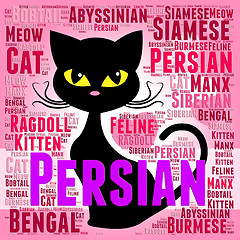 Image showing Persian Cat Represents Pet Bred And Kitten