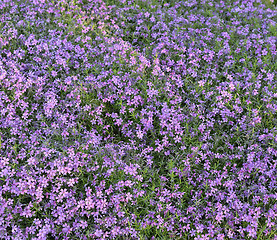 Image showing  Beautiful pink flowers background