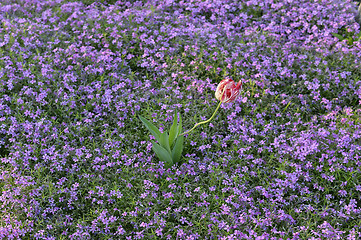 Image showing  Beautiful pink flowers background