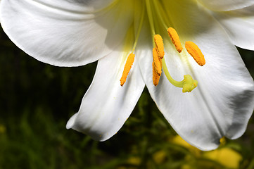 Image showing Decorative white lily in the garden closeup