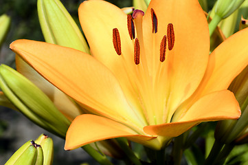 Image showing Flowering ornamental yellow lily in the garden closeup