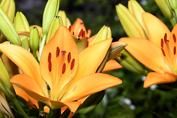 Image showing Flowering ornamental yellow lily in the garden closeup