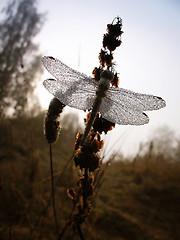 Image showing Drops of morning dew on a dragonfly closeup