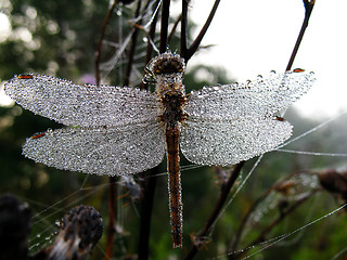 Image showing Drops of morning dew on a dragonfly closeup