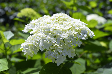 Image showing Ornamental flowering hydrangea closeup in the garden