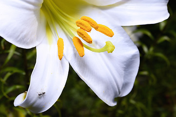 Image showing Decorative white lily in the garden closeup