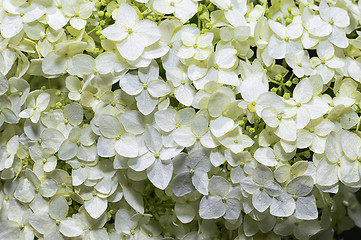 Image showing Ornamental flowering hydrangea closeup in the garden