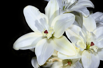 Image showing Decorative white lily in the garden closeup