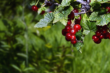 Image showing Bunches of red currant on a branch close up in the garden