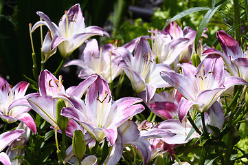 Image showing Decorative white lily in the garden closeup