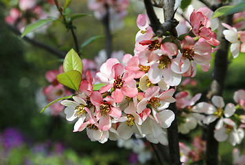Image showing Beautiful flowers of spring tree