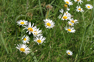 Image showing Field of daisies