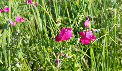 Image showing Sweet peas flower growing wild