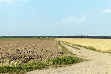 Image showing farm field cereals 