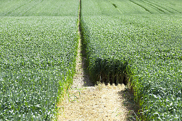 Image showing green cereals, close-up 