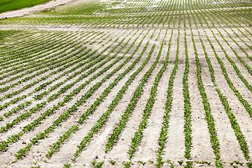 Image showing field with beetroot  