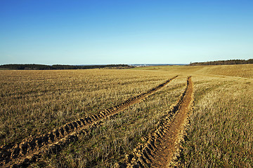 Image showing green vegetation   grow 