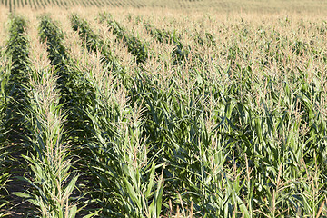 Image showing Field with corn  