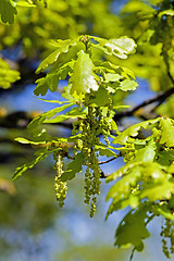 Image showing Flower closeup oak 