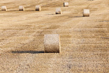 Image showing haystacks in a field of straw  