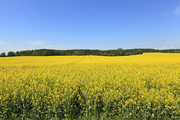 Image showing Rape field ,  Blue sky.