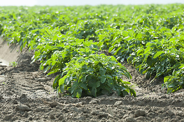 Image showing Field with potato  