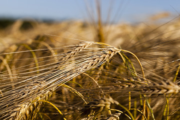 Image showing Field of cereal in the summer 