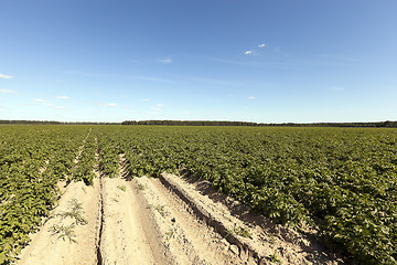Image showing Agriculture,   potato field  
