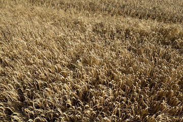 Image showing farm field cereals  