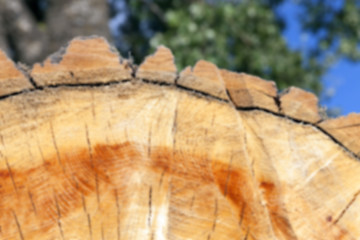 Image showing cut down a tree, close-up 