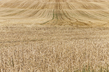 Image showing collection of rye crops 