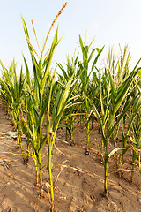 Image showing green corn in the field 