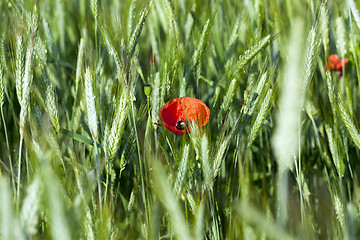 Image showing Poppy in the field 