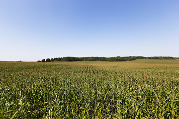 Image showing field with green corn  