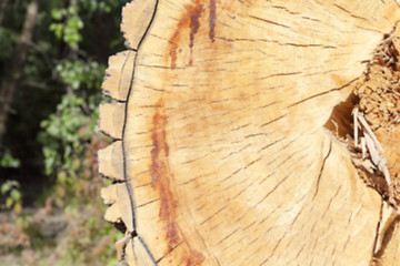 Image showing cut down a tree, close-up  