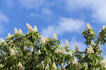 Image showing blooming chestnut tree in the spring 