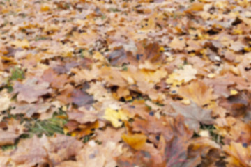 Image showing Autumn Park, overcast  