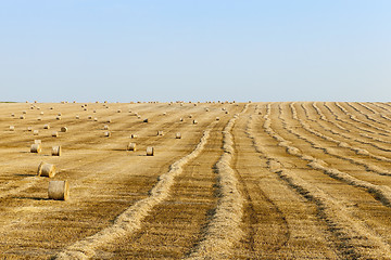 Image showing field of wheat 